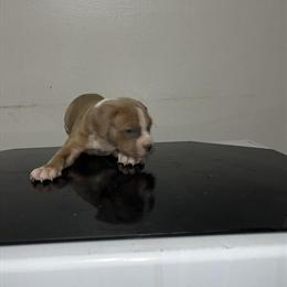 Bully Pup - 5 Weeks Old - Contact Malachi in Atlanta, ga