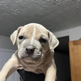 Bully Puppies Available - Contact Malachi in Atlanta, ga