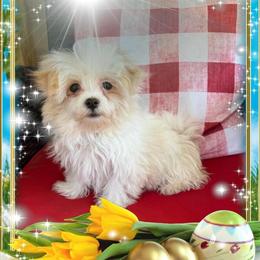 Maltese Puppies Available in Sandy Hook, ky