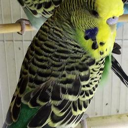 Male English Budgerigar for Sale in Minford, oh