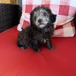 Female Maltipoo Seeking Forever Home in Sandy Hook, ky