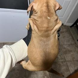 Bully Puppies Available - Contact Malachi in Atlanta, ga