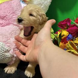Female F1 Standard Goldendoodle from Champion Lineage in Kansas City, mo