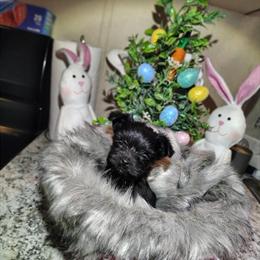 Yorkshire Terriers Available - Kb Black or Traditional in Roanoke, va