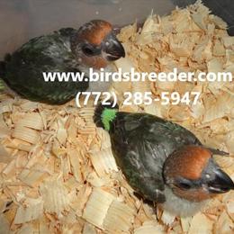 Red Bellied Parrots Hatching Soon at Wholesale Prices in Gainesville, fl