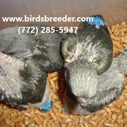 Ruppell's Parrots available for $2,000 each or $3,500 per pair. in Gainesville, fl