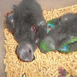 Eclectus birds hatching soon for $2,500 each in Gainesville, fl