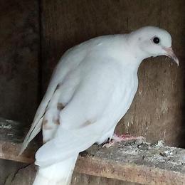 Doves for Sale - Young Doves Available in Minford, oh