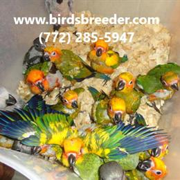 Sun Conures available soon at wholesale prices in Gainesville, fl