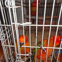 Sun Conures available for $650 each with discounts for multiple purchases in Gainesville, fl