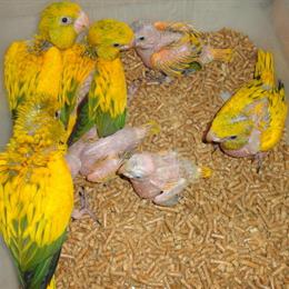 Golden Conures hatching soon for $4,000 each, unrelated pairs for $7,500. in Gainesville, fl
