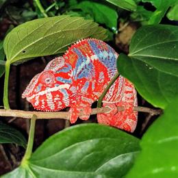 Panther Chameleons Available - Males from $300, Females from $150 in Sanford, fl