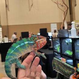 Panther Chameleons for Sale - Gorgeous Juveniles, 4 Months and Older in Sanford, fl