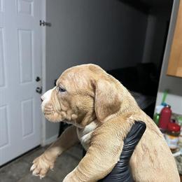 Bully Puppies - 1 Male and 4 Females Available in Atlanta, ga