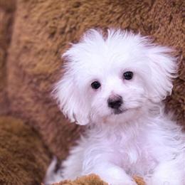 Maltese Puppy Available in Columbia, sc