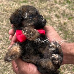 Handsome Tiny Toy Poodle Looking for Forever Home in Baton Rouge, la