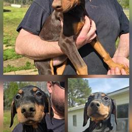 Doberman Puppies Available - 1 Male and 3 Females Ready February 21st in Florence, al