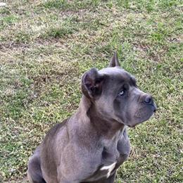 Cane Corso Puppy Available in Hurdle Mills, nc