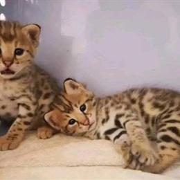 Savannah Kittens Ready for Adoption in Lakeville, mn