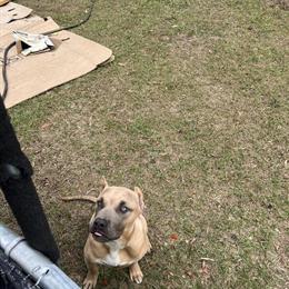 Male American Bully Puppy Available in Tampa, fl