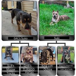 Male XL Bully Puppy Available in Tampa, fl