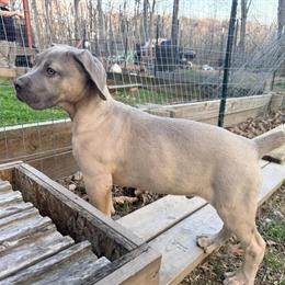 Cane Corso Puppies Available - 2 Males Left in Winchester, va