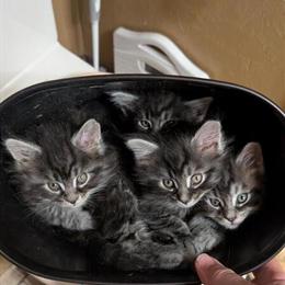 Maine Coon Kittens Available for Adoption in Pataskala, oh