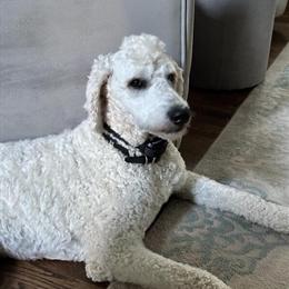 Standard Poodle for Stud - 3 Years Old, White, CKC Registered in Fort Mill, sc