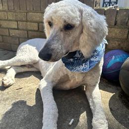 White Standard Poodle Stud Available for Doodles in Fort Mill, sc