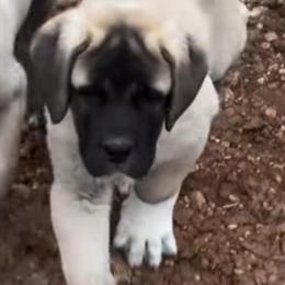 Kangal Puppies for Sale - Authentic and Beautiful in Philadelphia, pa