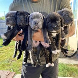 Cane Corso Puppies Available Now! in Philadelphia, pa