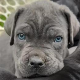 Cane Corso Puppies Available Now in Philadelphia, pa