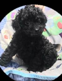 Black Poodle Puppy Pepper First Shots Wormed Born January 2026 in Erie, PA