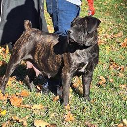 Boerboel Puppies - 1 Female Available in Jackson, mi