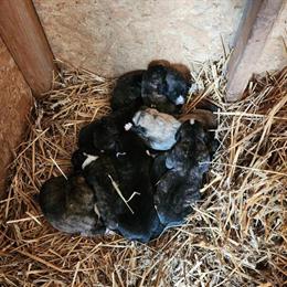 Anatolian Shepherd Puppy Available in Cumby, tx