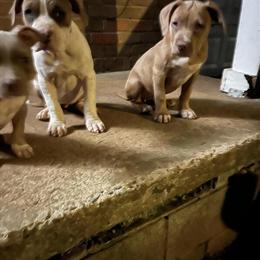 Bully Puppies Available - 2 Females Left in Atlanta, ga