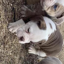 Old English Bulldogs in Rare Colors Available in Great Falls, mt
