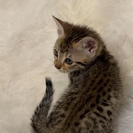 Savannah Kittens and Breeding Pairs Available in Great Falls, mt