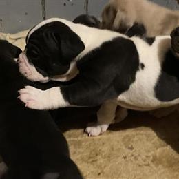 Merle Olde English Bulldogge Puppies for Adoption in Great Falls, mt