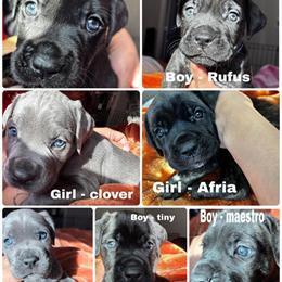 Cane Corso Puppies Ready for Rehoming in Lehi, ut