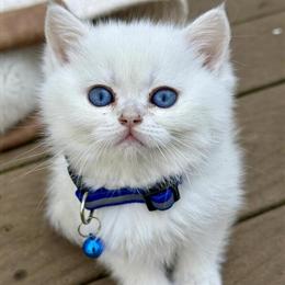 British Shorthair Kitten Available in Belchertown, ma