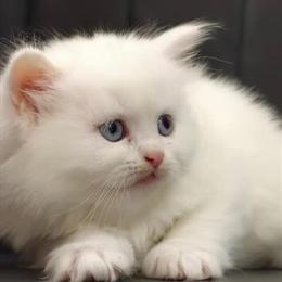 Persian Kitten Available - 8 Weeks Old in Cleveland, oh