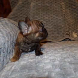 French Bulldog Puppy Looking for a New Family in Hardin, il