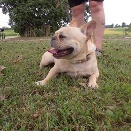 AKC French Bulldog Available for Stud Services in Hardin, il