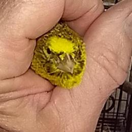 Lizard Canaries for Sale - Young Birds Under Two Years in Avoca, mi