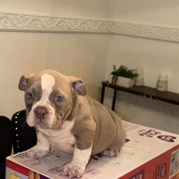 American Bully Nano and Micro Pups Available in Wilmington, de