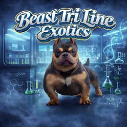 American Bully Blue Tri Nano for Stud in Wilmington, de