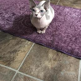 Sphynx Cats Available in Minnesota in Hinckley, mn