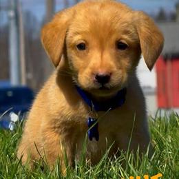 AKC Red Male Labrador Retriever Mr Peanut Available in Youngstown, oh