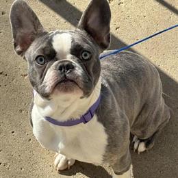 French Bulldog - Playful and Potty Trained in Mansfield, oh